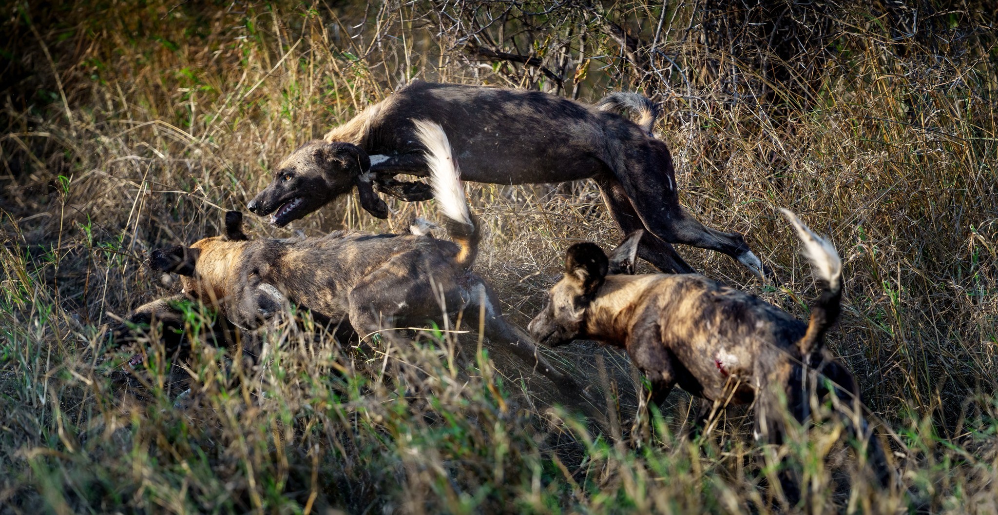 African wild dogs eating a prey